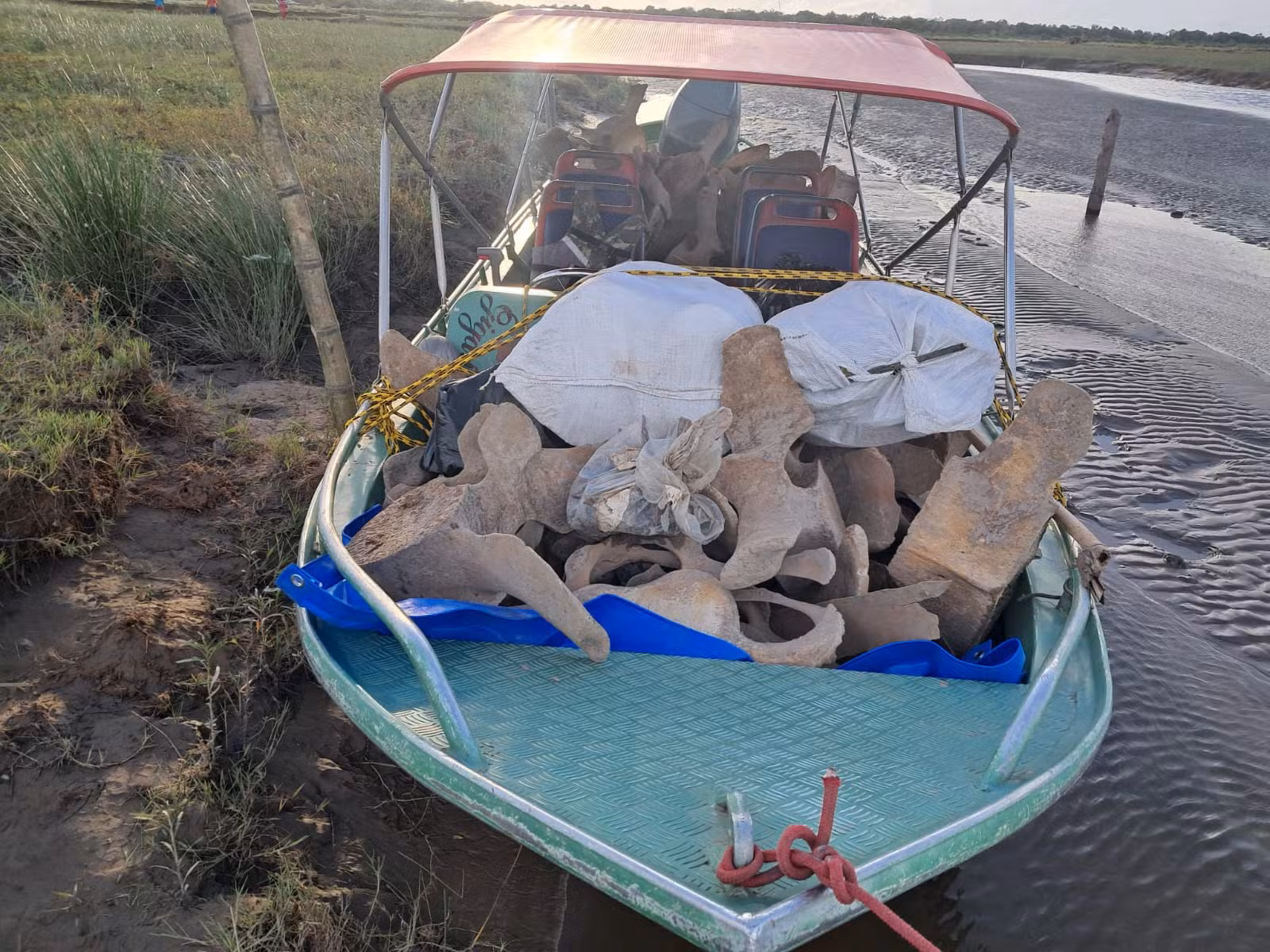 Ossos de baleia encontrados no Amapá