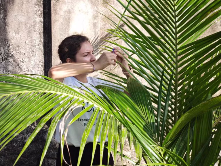 Universidade monitora risco de praga letal em coqueiros do Amapá