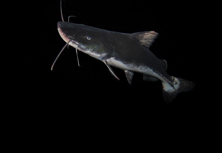 Extinção ameaça quase totalidade de peixes migratórios de água doce no mundo, aponta relatório global