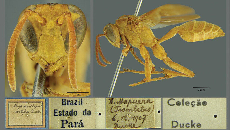 Raro em registros científicos, ninho da vespa Mischocyttarus artifex Ducke é encontrado no Campus de Pesquisa do Museu Goeldi