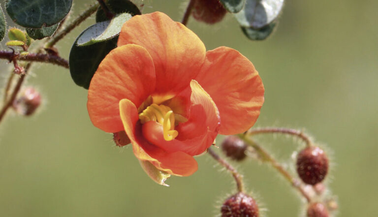 Leguminosas da Amazônia colonizaram montanhas antes da formação de savanas