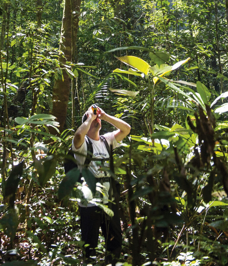 Análise revela: menos árvores na Amazônia, mais nos Andes