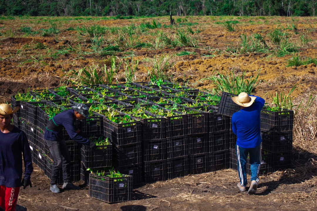 Plantio de mudas em área de reflorestamento em Rondônia.