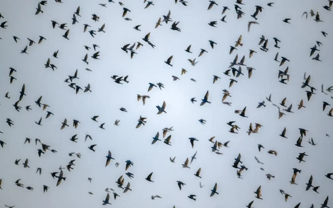 Revoada de andorinhas-azuis no rio Negro, Amazonas. Foto: Marcos Amend/Arquivo Pessoal