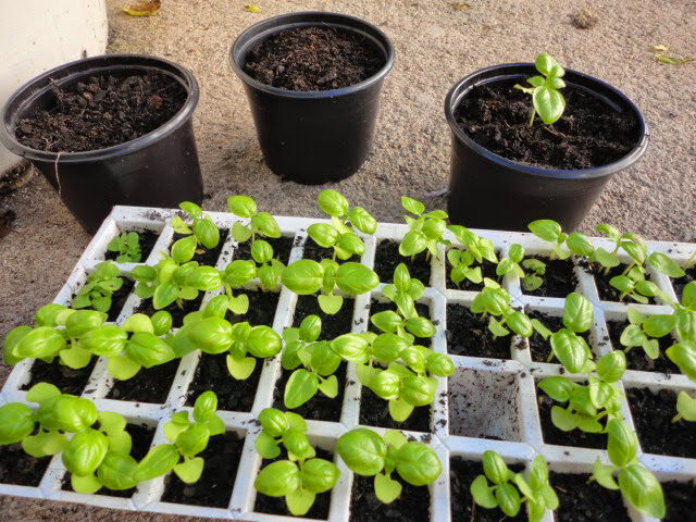 Sementeira, espécie de canteiro ou bandeja destinado à germinação de sementes.