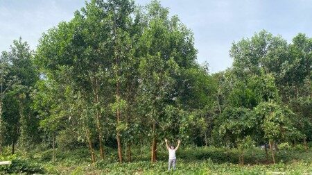 Fertilização do solo com ‘terra preta da Amazônia’ aumenta diâmetro de árvore em até 88%