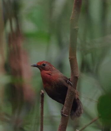 Uirapuru. Foto: Luis Morais