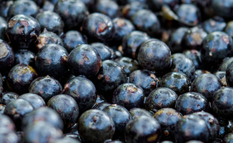 Alimentos negligenciados possuem potencial para fortalecer segurança alimentar no Brasil