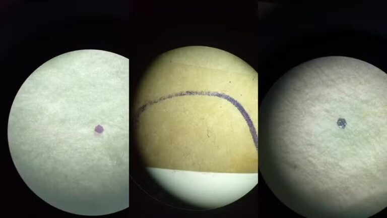 Microplásticos são identificados em peixes do Parque do Tumucumaque, no Amapá