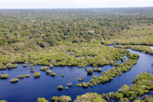 Projetos irão contemplar a restauração de quase 3 mil hectares da Amazônia Legal.