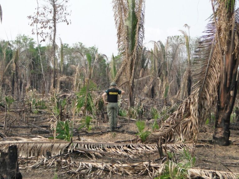 Observatório da OTCA lança painel sobre degradação florestal na Amazônia