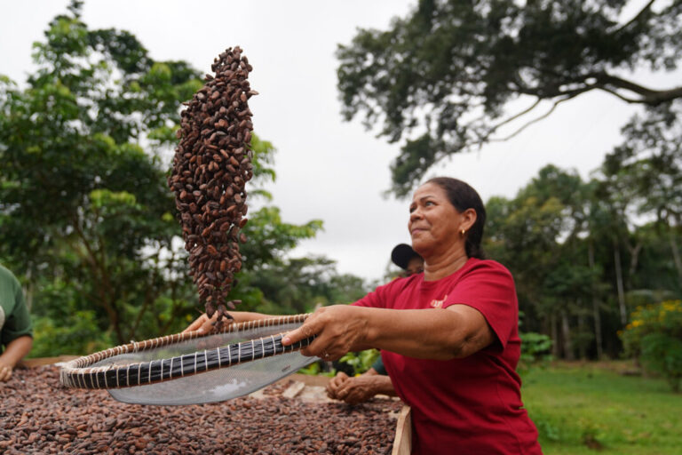 Mulheres mantém tradição da fabricação de chocolate a partir da produção orgânica do cacau em Tefé