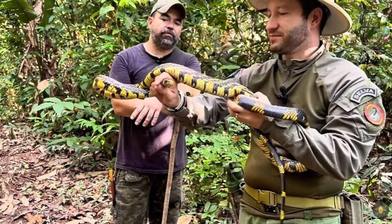 Encontrada em casa, mas de volta à floresta: conheça a cobra caninana