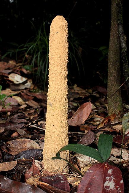 Torres construídas pela cigarra Guyalna chlorogena variam de tamanho.