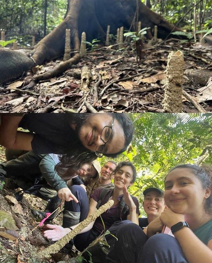 Grupo de cientistas utilizaram camisinhas para entender finalidade das torres construídas pela cigarra Guyalna chlorogena.