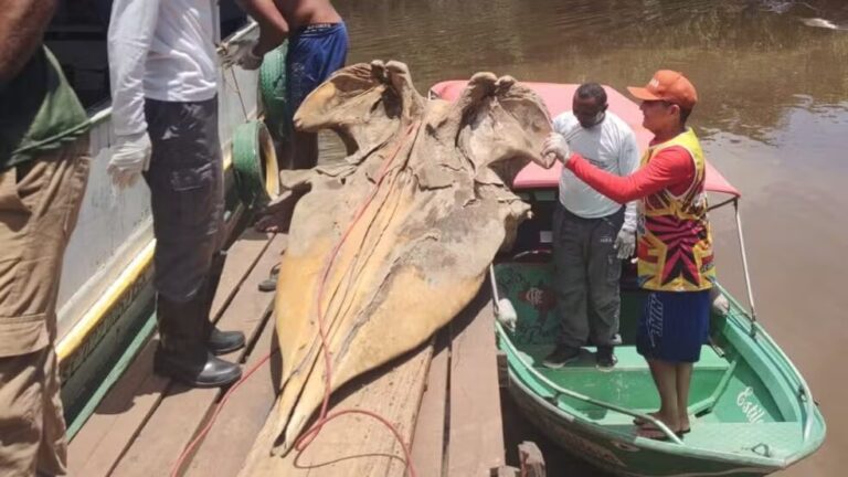 Crânio de baleia cachalote encontrado no Bailique integra coleção científica do Iepa no Amapá