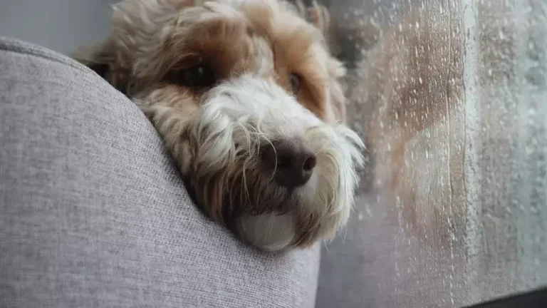 Chuvas aumentam doenças em pets no Norte;  especialista alerta para riscos