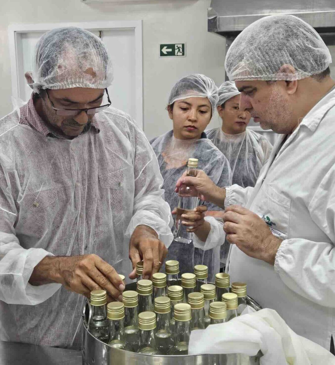 Curso de produção de cajuína reuniu agricultores e indígenas de Roraima. Foto: Divulgação/Embrapa