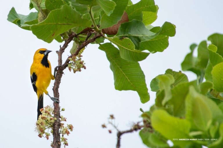 Em Boa Vista, canto das aves reduz estresse e melhora bem-estar