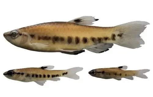 peixe pyrrhulina punctata loreto amazônia peruana foto agencia andina