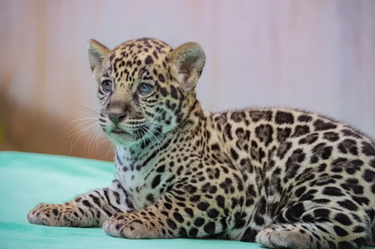 Xingu, Tapajós ou Solimões? Filhote de onça mobiliza público no Pará com escolha de nome inspirado na Amazônia