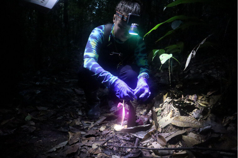 Grupo de cientistas utilizaram camisinhas para entender finalidade das torres construídas pela cigarra Guyalna chlorogena.