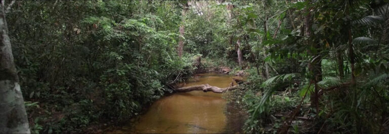 Desmatamento prejudica a cadeia alimentar dos igarapés da Amazônia, aponta estudo