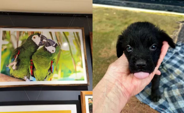 Exposição fotográfica arrecada fundos para animais resgatados em Macapá; veja como visitar