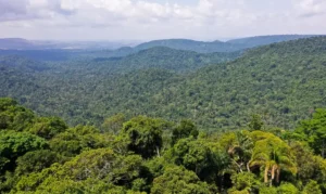Corte federal determinou que gestão de florestas em áreas indígenas ou quilombolas não podem ser cedidas à iniciativa privada.