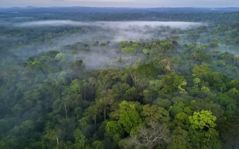 Estudo indica que Amazônia pode entrar em ‘morte lenta’ devido alta emissão de efeito estufa