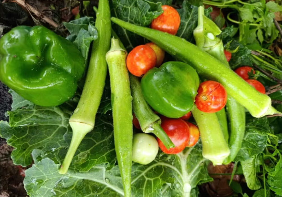 Quiabo, pimentão, couve e tomate cultivados em horta escolar em Boa Vista (RR). — Foto: Francirene Bezerra/Arquivo pessoal