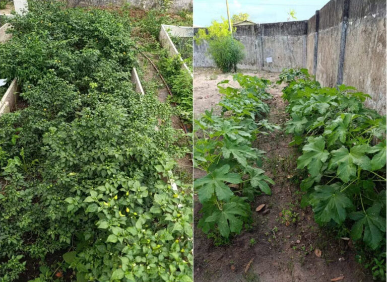 Hortas escolares ao ar livre são transformadas em ‘salas de aula’ em Roraima