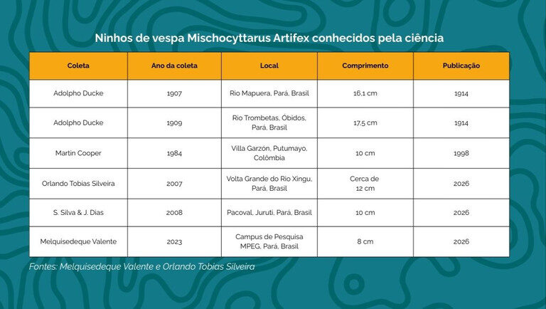 Raro em registros científicos, ninho da vespa Mischocyttarus artifex Ducke é encontrado no Campus de Pesquisa do Museu Goeldi