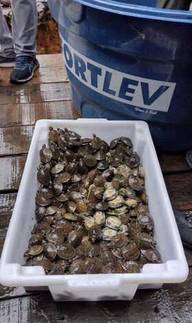 Projeto Pé-de-Pincha