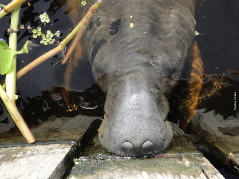 Convivência entre humanos e mamíferos aquáticos é foco de projeto em comunidades ribeirinhas