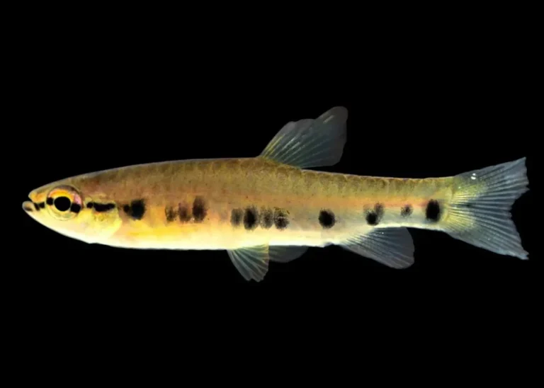 Nova espécie de peixe endêmica é identificada em Loreto, no Peru