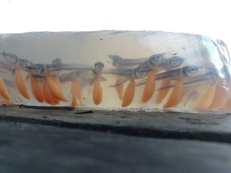 Pesca manejada de 15 mil larvas e alevinos de aruanã branco é autorizada em Reserva no Amazonas