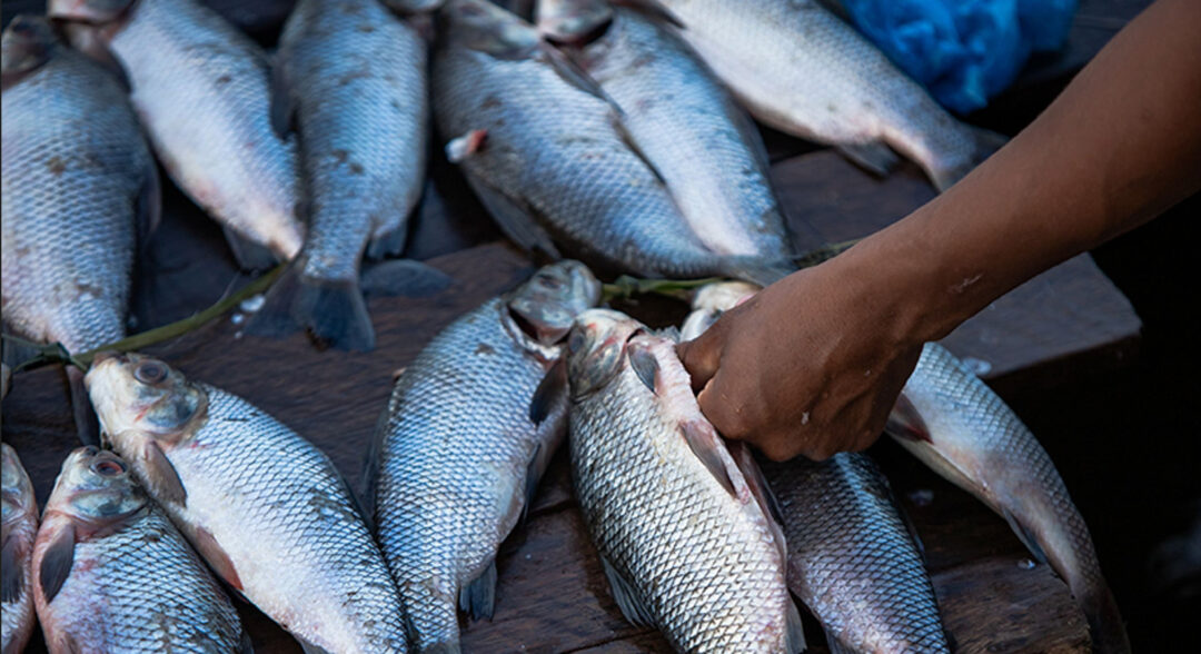 Pesca e encontro de comunidades ribeirinhas no Tapajós. foto Daniel Govino