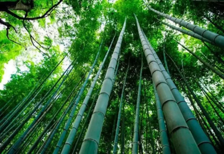 Pesquisadores estudam  potencial econômico e ambiental do bambu na Amazônia peruana