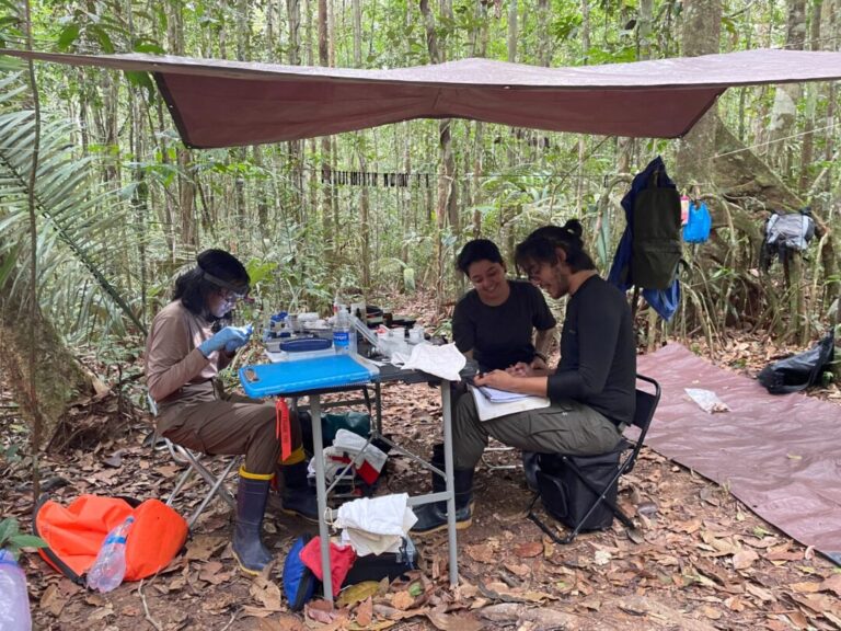 Pesquisadores investigam o “silêncio” das aves na Amazônia