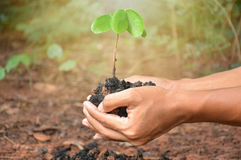 Aprenda como fazer uma muda de planta