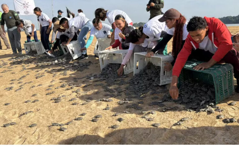 Comunidade ribeirinha muda trajetória e se torna aliada na proteção das tartarugas-da-Amazônia