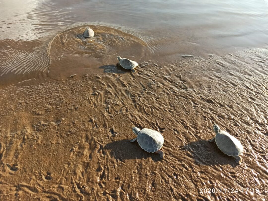 Quelônios na REVIS Tabuleiro do Embaubal