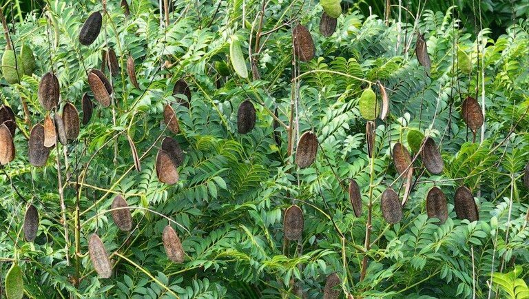 Museu Goeldi celebra Festa Anual das Árvores com trilhas guiadas e homenagem ao jacaranda copaia