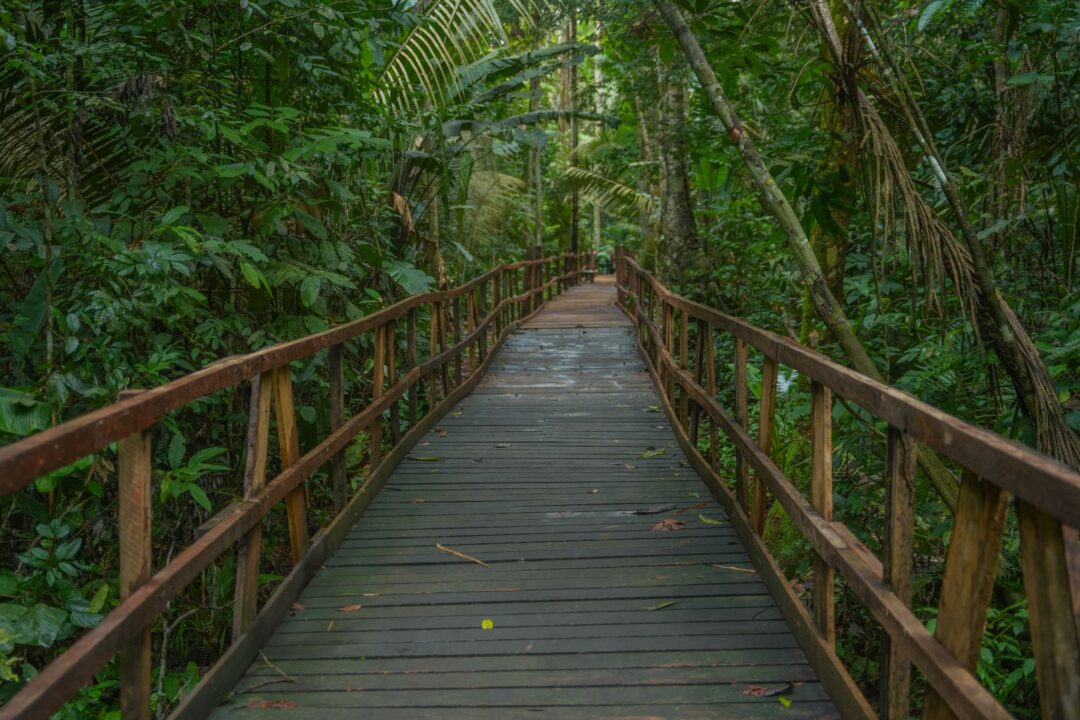 trilha do Parque Natural Raimundo Paraguassu de Oliveira.