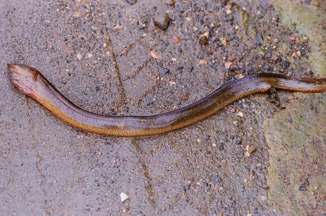 Menos mata, menor a diversidade de peixes