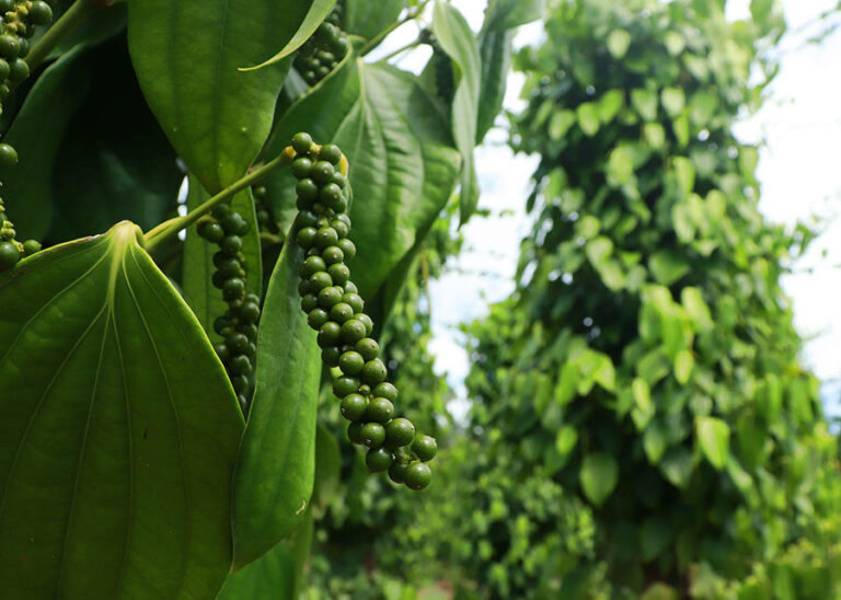 Bactérias beneficiam cultivo de pimenta-do-reino e podem reduzir uso de produtos químicos