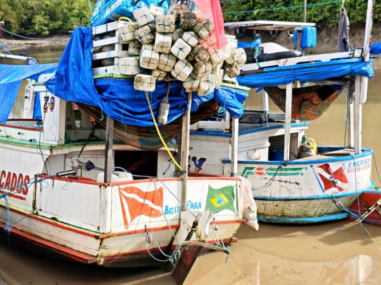 Entre o açaí e o caranguejo: estudo sobre bioeconomia no Pará analisa cadeias produtivas