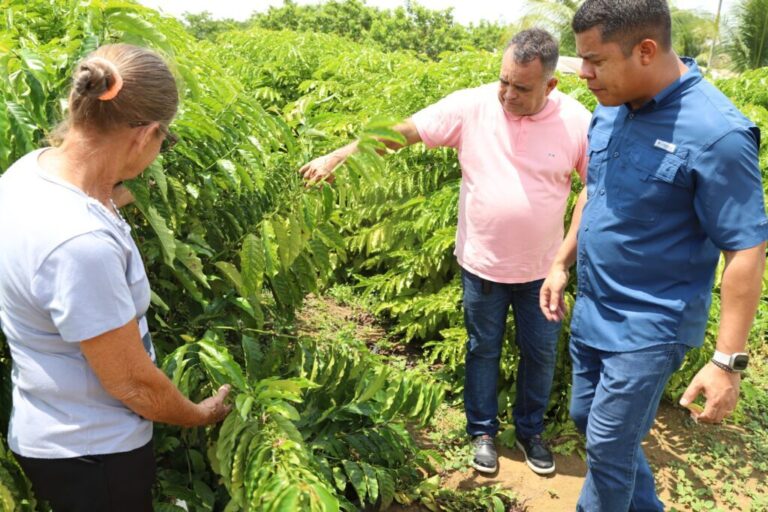 Nova lei prioriza a aquisição do café produzido no Amazonas nos órgãos da administração pública estadual