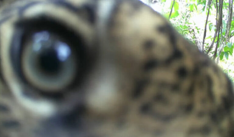 Onça-pintada é flagrada mordendo câmera instalada por pescador em trilha em Rondônia
